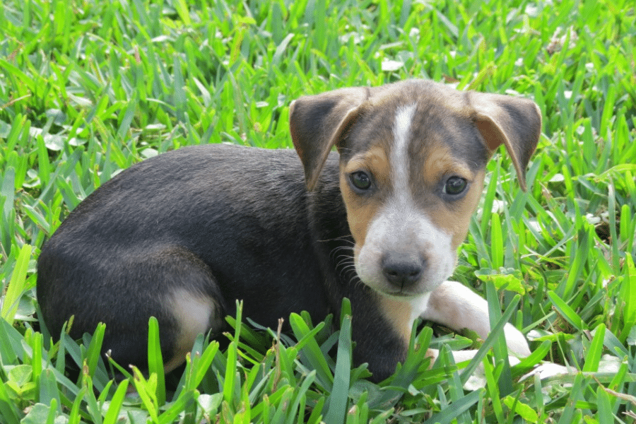 Royal Bahamian Potcake valor