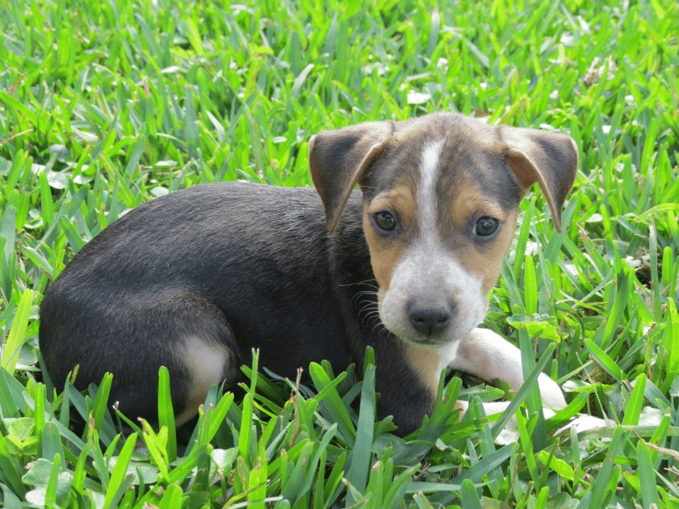 Royal Bahamian Potcake valor