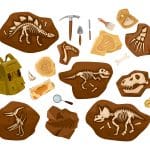 Vestígio mineralizado de ser vivo antigo: tudo sobre fósseis