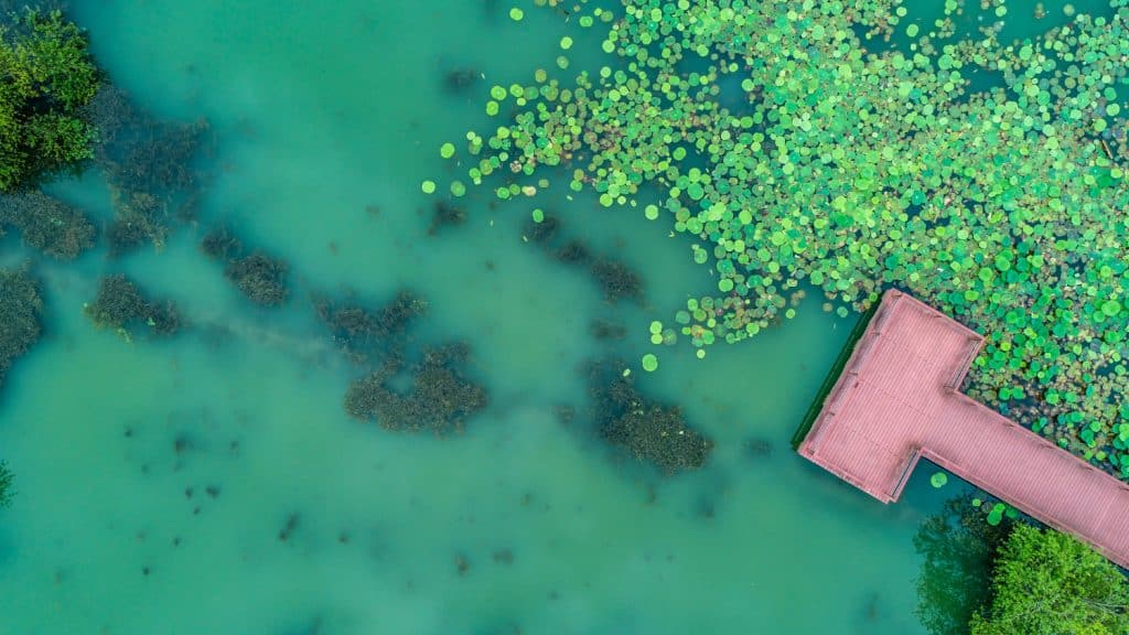 Aquarismo sustentável: equipamentos e cuidados para um manejo responsável