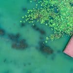 Aquarismo sustentável: equipamentos e cuidados para um manejo responsável