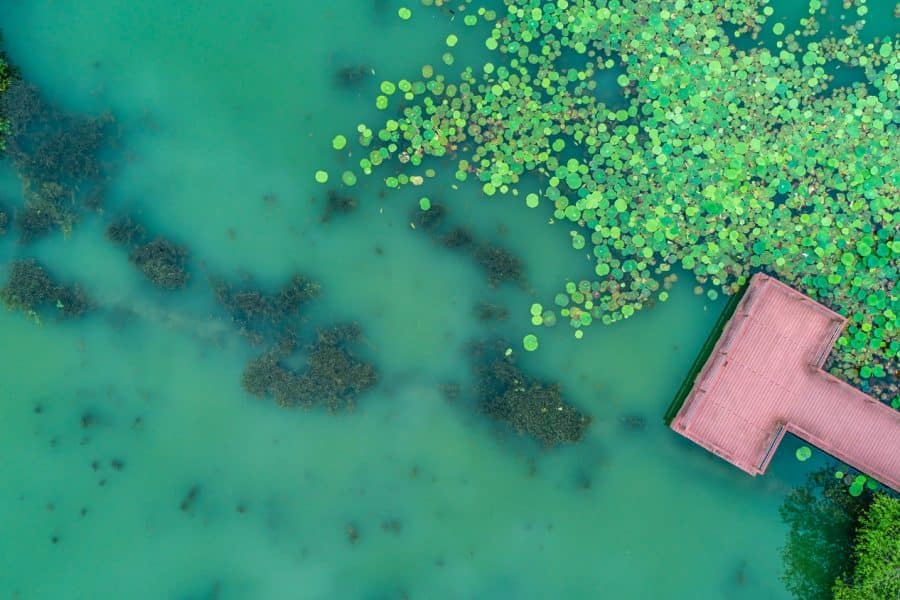 Aquarismo sustentável: equipamentos e cuidados para um manejo responsável