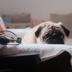 Ar-condicionado e pets: cuidados para manter o conforto térmico de animais de estimação